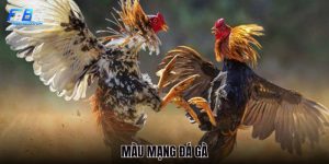 mau-mang-da-ga